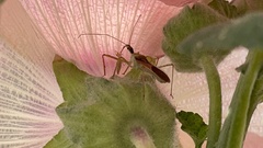 Zelus renardii