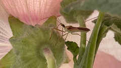 Zelus renardii