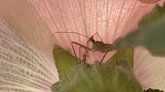 Zelus renardii