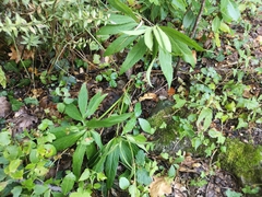 Helleborus multifidus istriacus