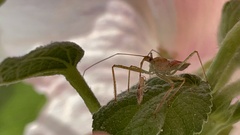 Zelus renardii