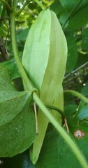Gonolobus suberosus