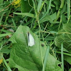 Pieris rapae