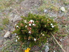 Arcytophyllum thymifolium