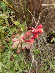 Echeveria quitensis