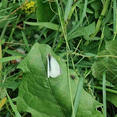 Pieris rapae