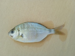 Diplodus bellottii