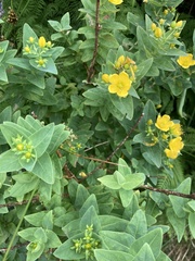 Hypericum foliosum
