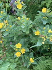 Hypericum foliosum