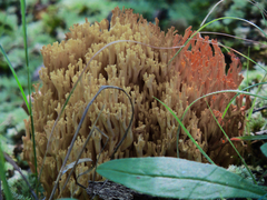 Ramaria largentii
