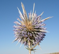Echinops spinosissimus