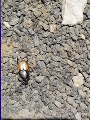 Onthophagus nigriventris