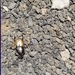 Onthophagus nigriventris - Photo (c) sravyamikki，保留部份權利CC BY-NC