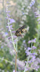 Anthidium florentinum