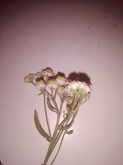 Achillea
