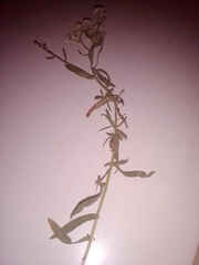 Achillea