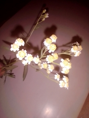 Achillea