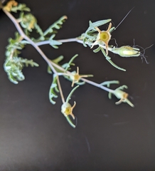 Mentzelia multiflora
