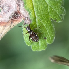 Pilophorus perplexus