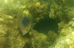 Stegastes planifrons
