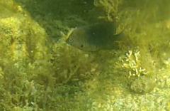 Stegastes planifrons