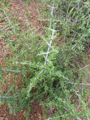 Pyrostria hystrix