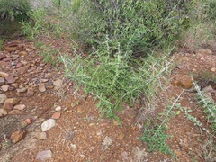 Pyrostria hystrix