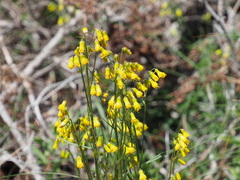 Senecio pudicus