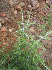 Pyrostria hystrix