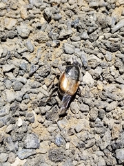 Onthophagus nigriventris