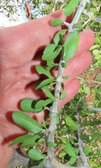 Pyrostria hystrix