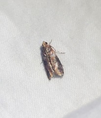 Sciota rubrisparsella