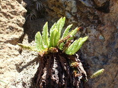 Polystichum lemmonii