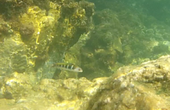 Thalassoma bifasciatum