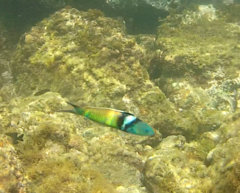 Thalassoma bifasciatum