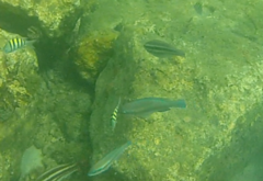 Scarus iseri