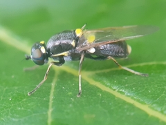 Oxycera leonina