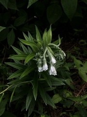 Lithospermum trinervium