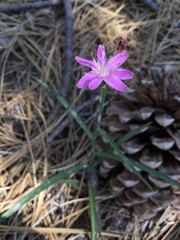 Stephanomeria lactucina