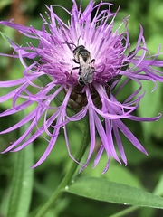 Lasioglossum zonulus