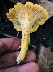 Cantharellus appalachiensis