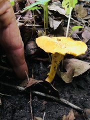 Cantharellus appalachiensis