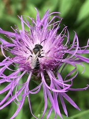 Lasioglossum zonulus