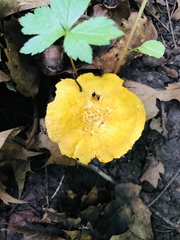 Cantharellus appalachiensis