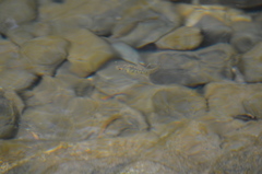 Oncorhynchus kisutch