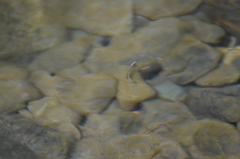 Oncorhynchus kisutch