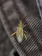 Harmostes reflexulus