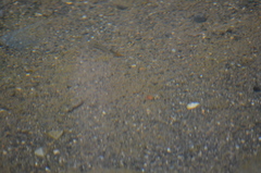 Oncorhynchus kisutch