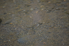 Oncorhynchus kisutch