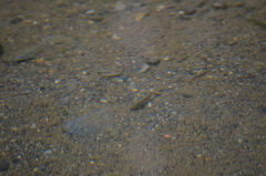 Oncorhynchus kisutch